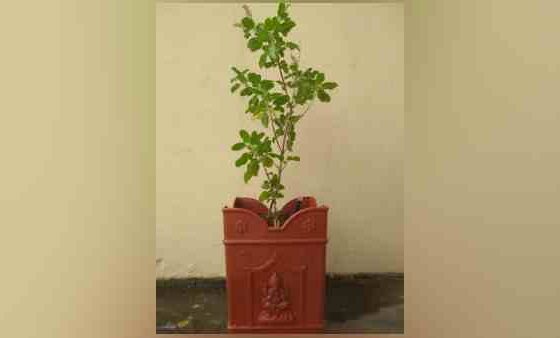 tulsi vivah