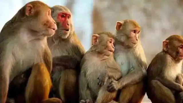 Maharashtra के इस गांव में 32 एकड़ जमीन के मालिक हैं बंदर, हर शादी में होता है खास सम्मान