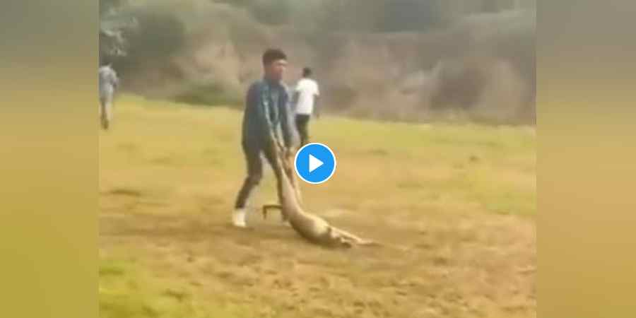 Delhi Pregnant Dog Killed : क्या मर गई मानवता ? ‘हैवान छात्रों’ के सिर पर खून सवार हुआ, कॉलेज कैंपस में गर्भवती स्ट्रीट डॉग की निर्मम हत्या