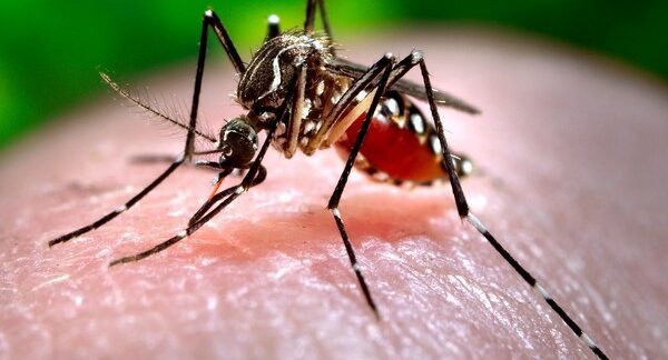 Dengue
