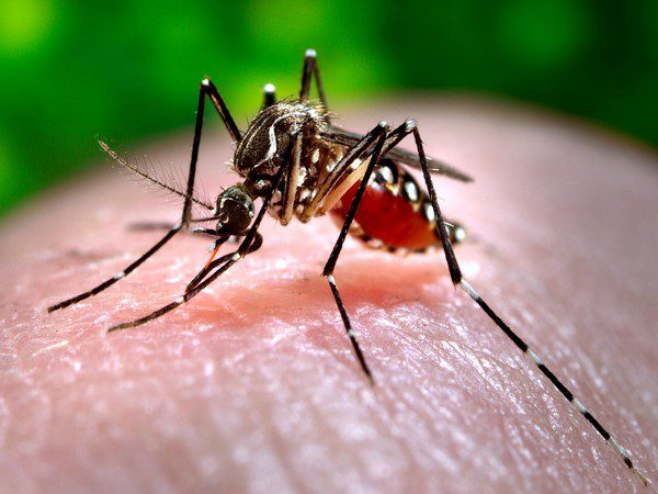 Dengue: न बकरी का दूध, न पपीते के पत्ते, न कड़वी गोलियां… डेंगू मच्छर से छीन ली जाएगी डंक मारने की पावर