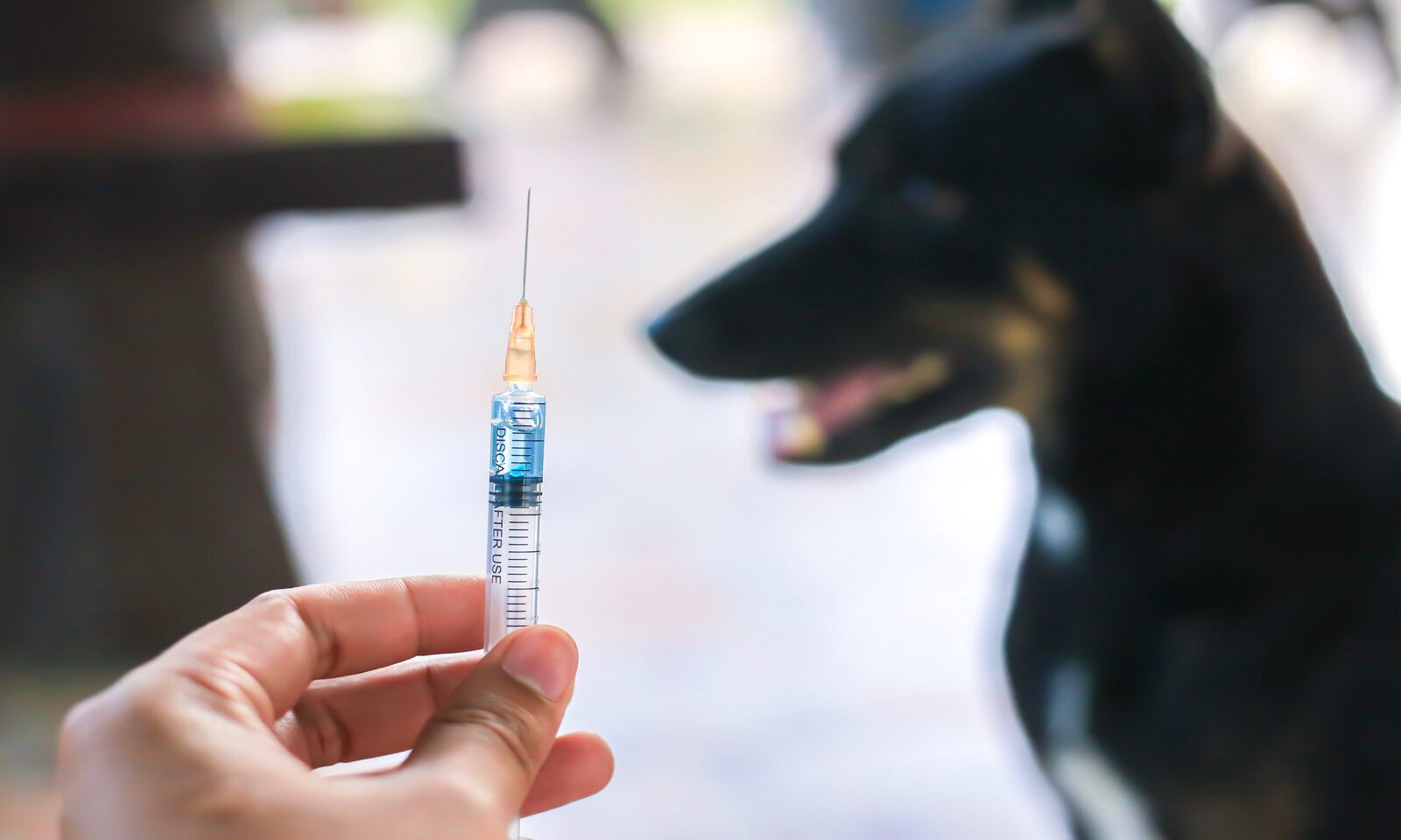 Anti Rabies Injection, इन जानवरों के काटने से फैलता है रैबिज, अब मिलेगा इंजेक्शन
