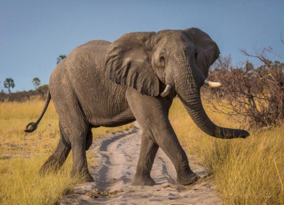 wild elephant