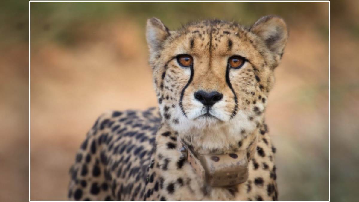 Cheetah Shasha Kidney Infection के साथ भारत पहुंची थी, कूनो नेशनल पार्क में निधन के बाद बयान जारी