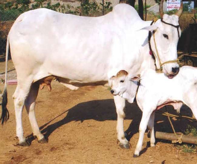 आर्टिफिशियल इनसेमिनेशन तकनीक से जानवर दे सकते है आपकी पसंद का बच्चा