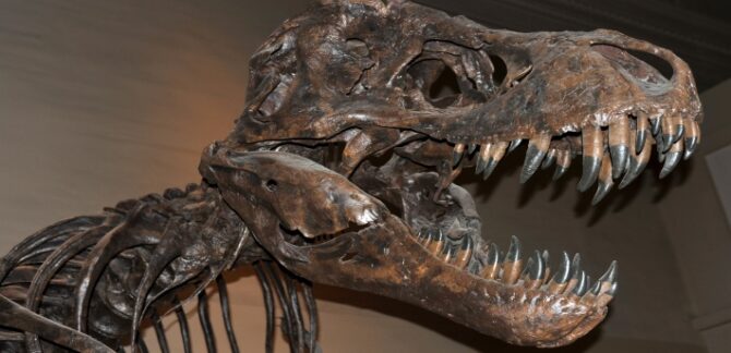 t rex skeleton