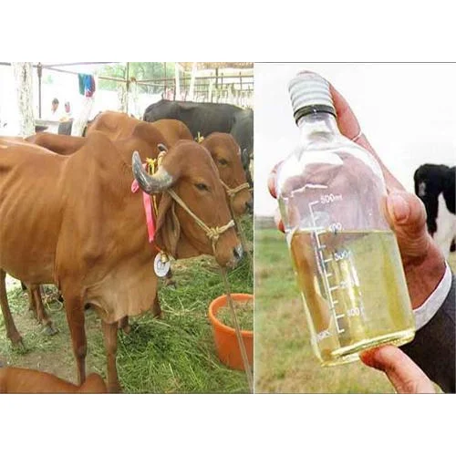 Cow Urine मानव उपभोग के लिए अनुपयुक्त, मिले 14 प्रकार के हानिकारक बैक्टीरिया