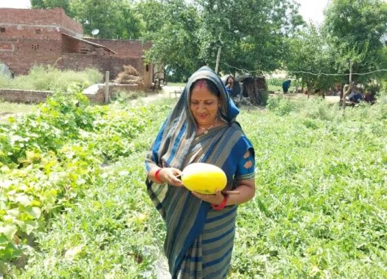 पीले तरबूज की खेती ने दिलाई मंत्रवती महिला किसान को पहचान