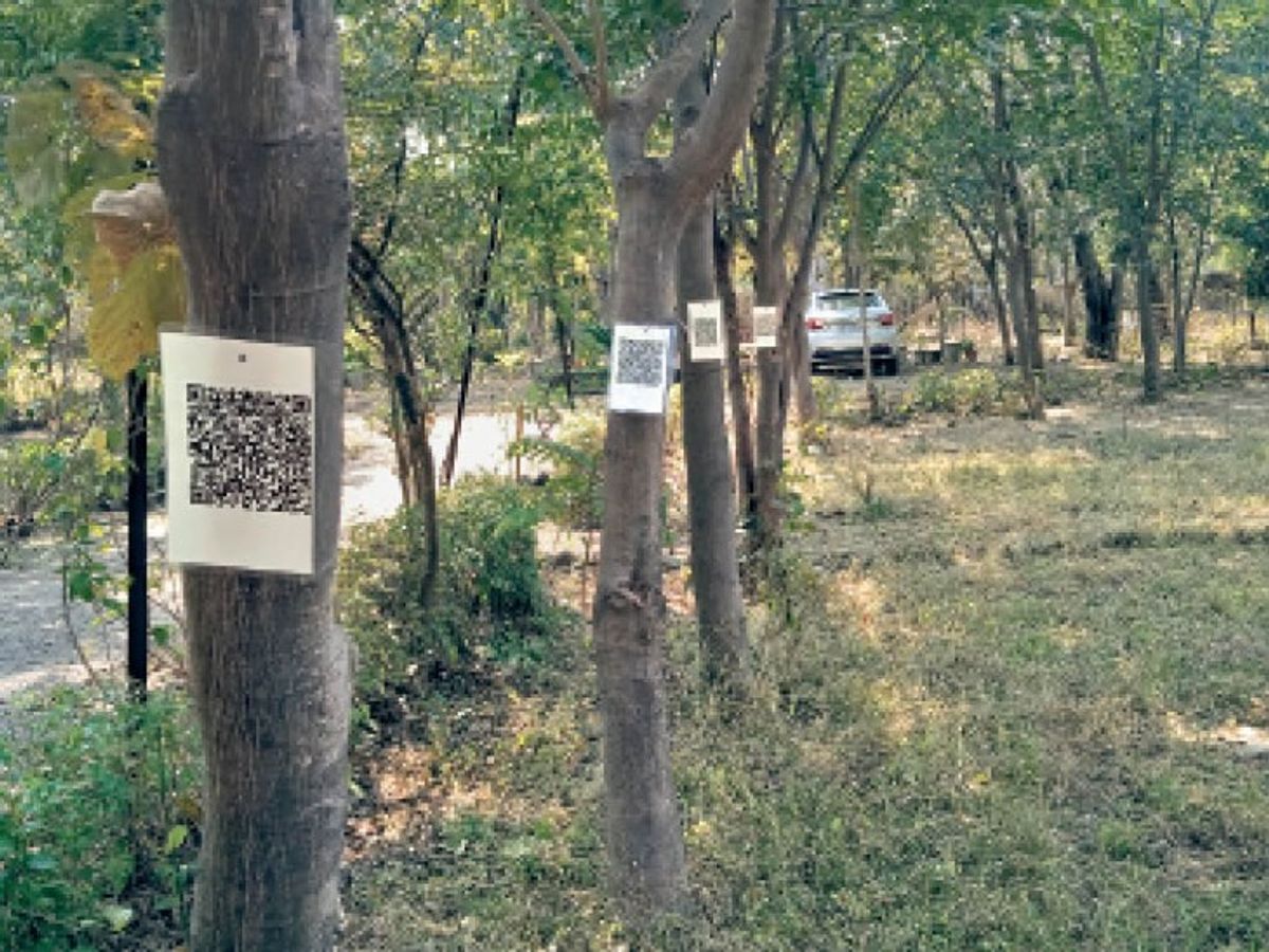 वन विभाग शुरू करेगा पेड़ों की गणना, QR स्कैन कर पेड़ो की मिलेगी जानकारी