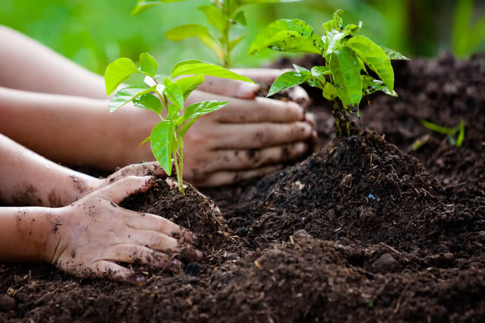 Uttar Pradesh का एक दिन में 35 करोड़ पौधरोपण का लक्ष्य, बनेगा रिकॉर्ड