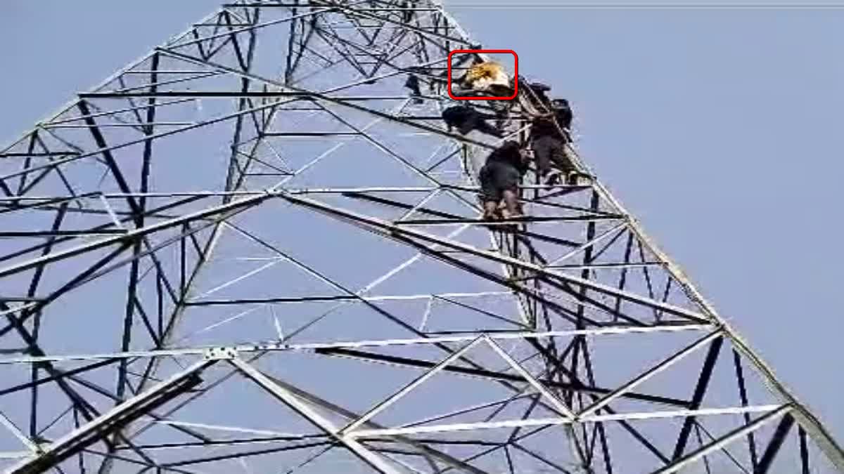बिजली के पोल पर चढ़ी महिला ने किया हाई वोल्टेज ड्रामा