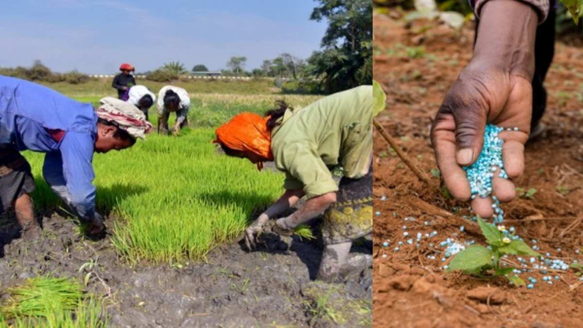 Maharashtra Agriculture Week: किसानों का मसीहा CM वसंतराव फुलसिंग नाइक, योगदान के स्मरण का समय