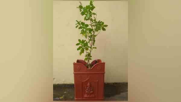 tulsi vivah